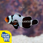  Captive-Bred Gladiator Clownfish